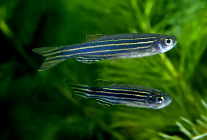poisson danio rerio