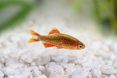 Galaxy Rasbora Danio margaritatus, pearl danio aquarium fish