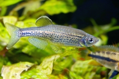 Leopard Danio
