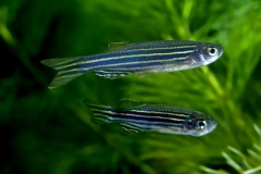 poisson danio rerio