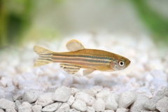 Zebrafish Zebra Barb Danio rerio freshwater aquarium fish