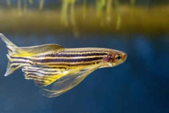 Danio rerio